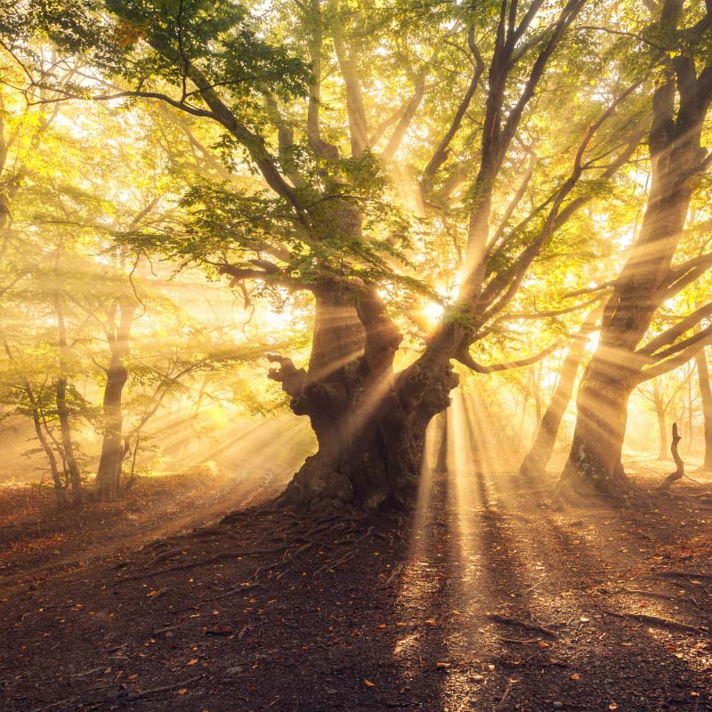 5 PICCOLI CONSIGLI PER CREARE UNA RELAZIONE ARMONIOSA CON LA PROPRIA FAMIGLIA DI ORIGINE